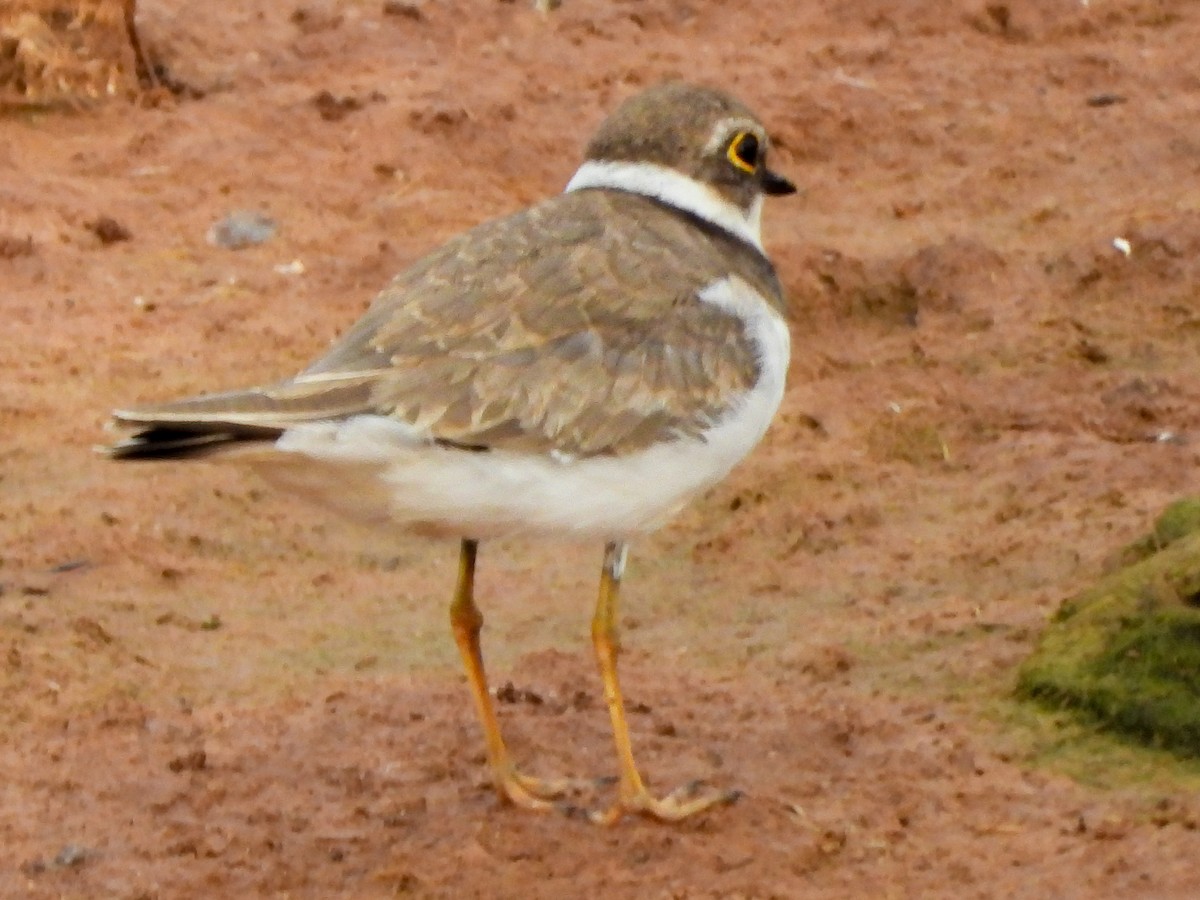 Little Ringed Plover - Maria João Marques Gomes
