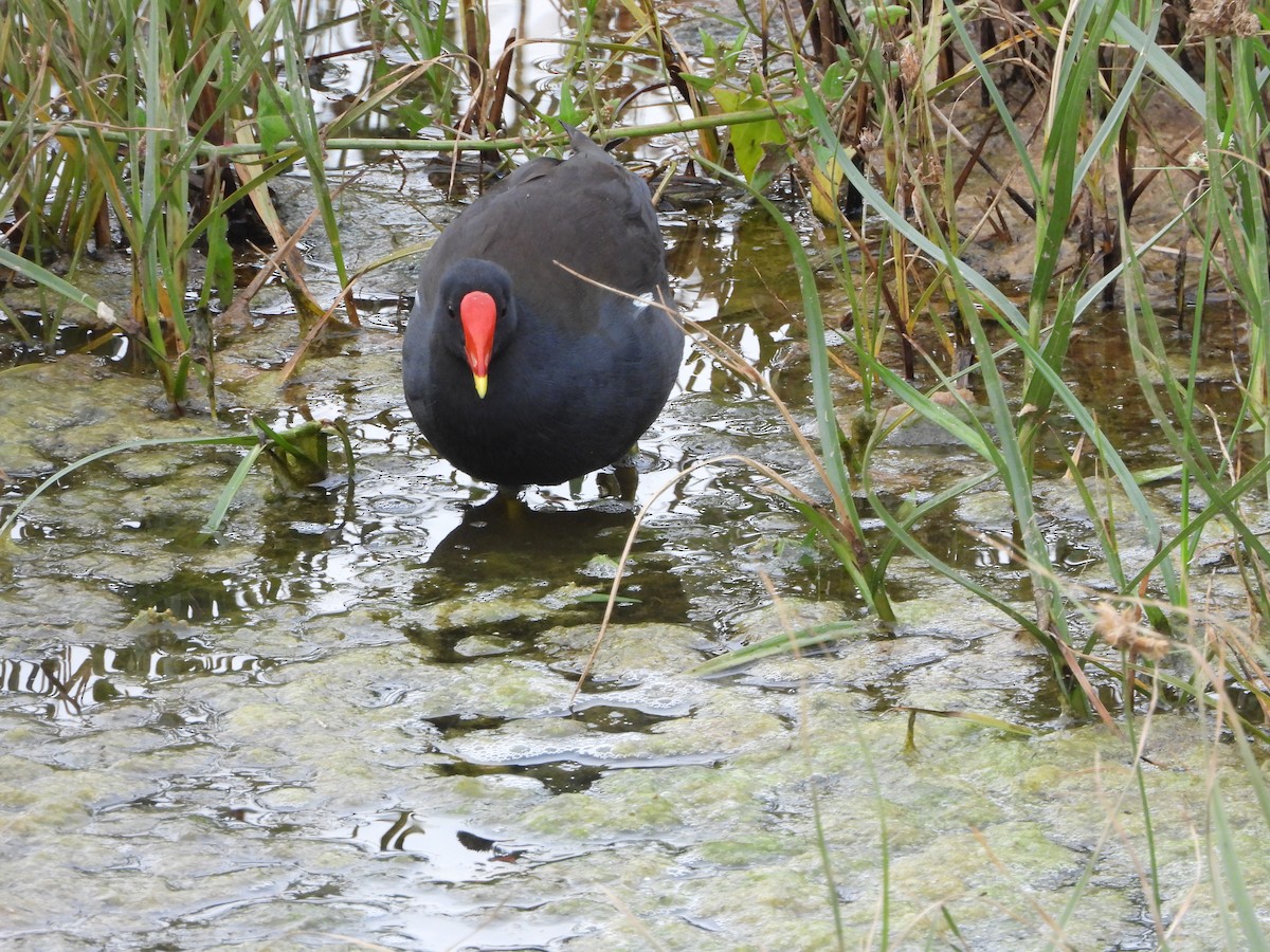 Eurasian Moorhen - ML608580847