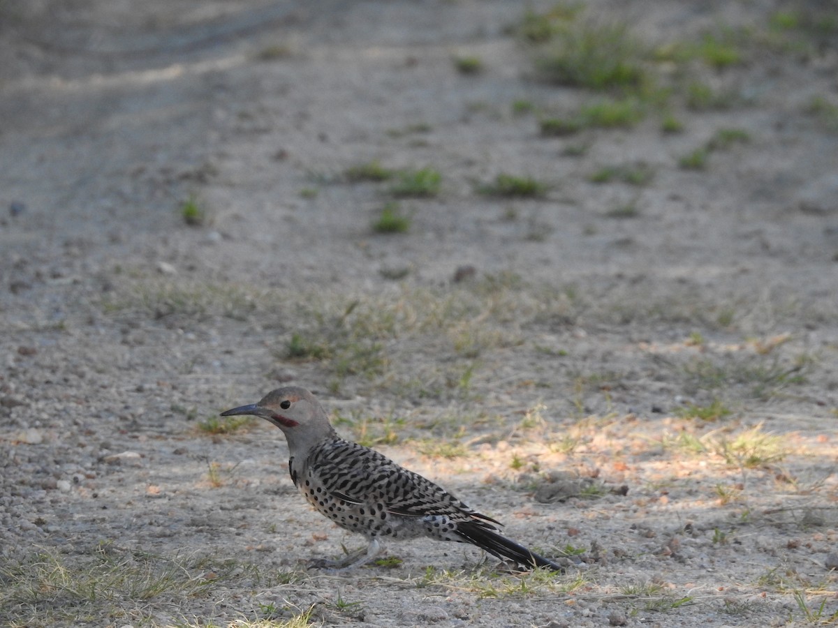 Northern Flicker (Red-shafted) - ML608580980