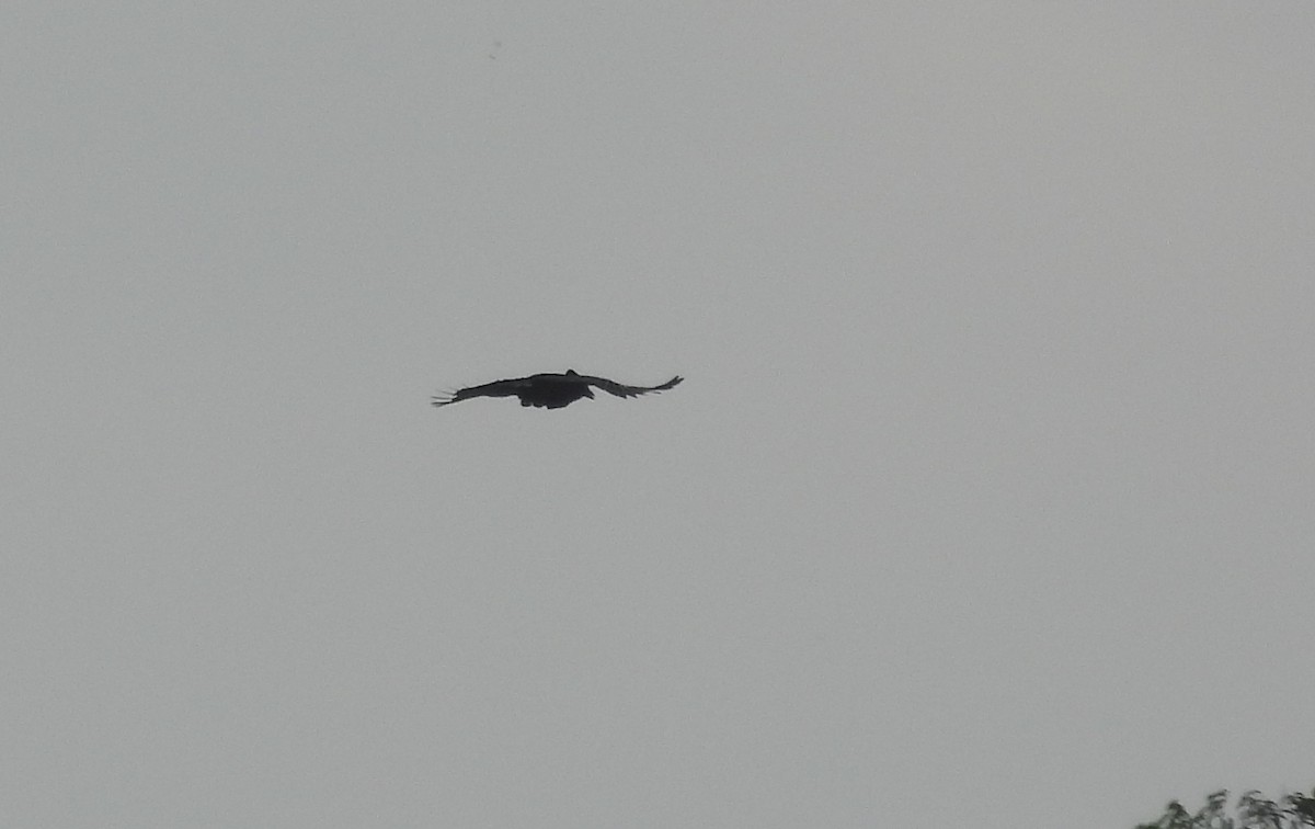 Амазонская зонтичная птица - ML608581019