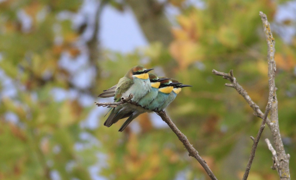 European Bee-eater - ML608581030