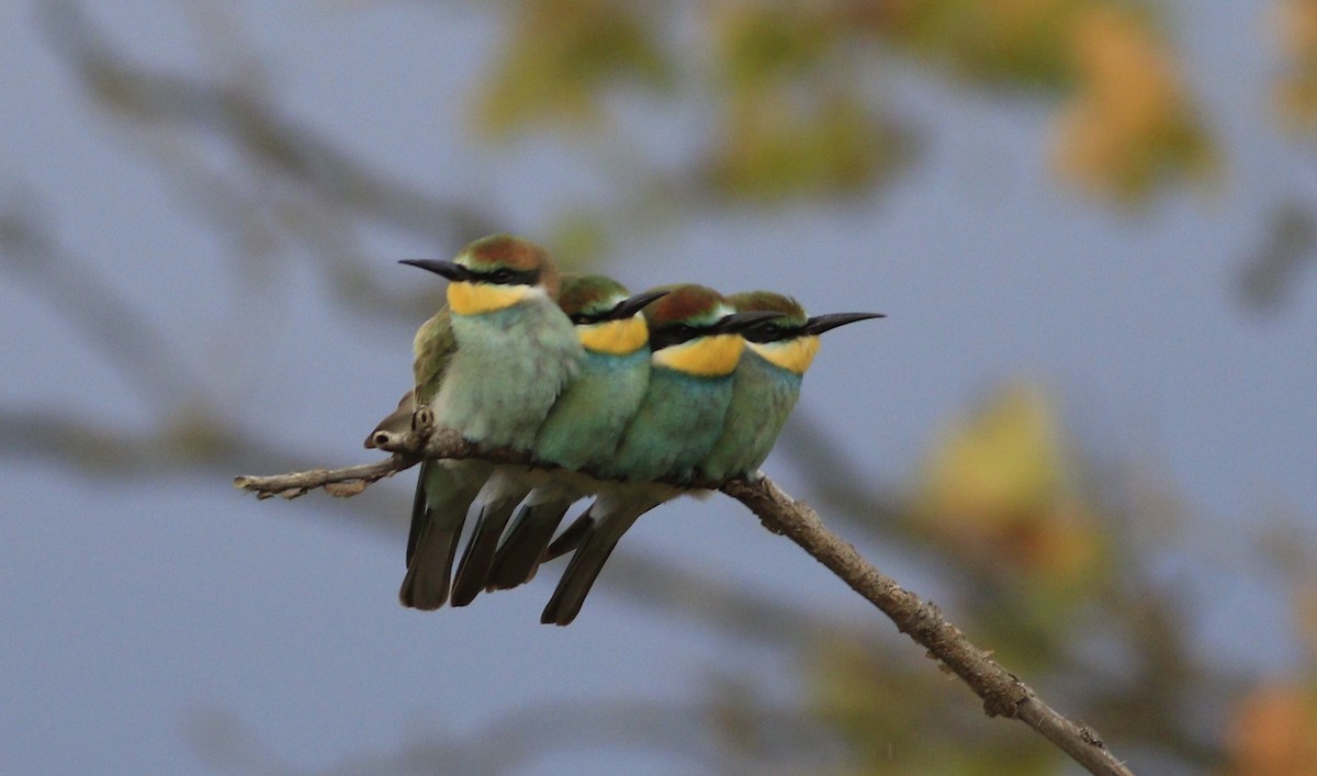 European Bee-eater - ML608581031