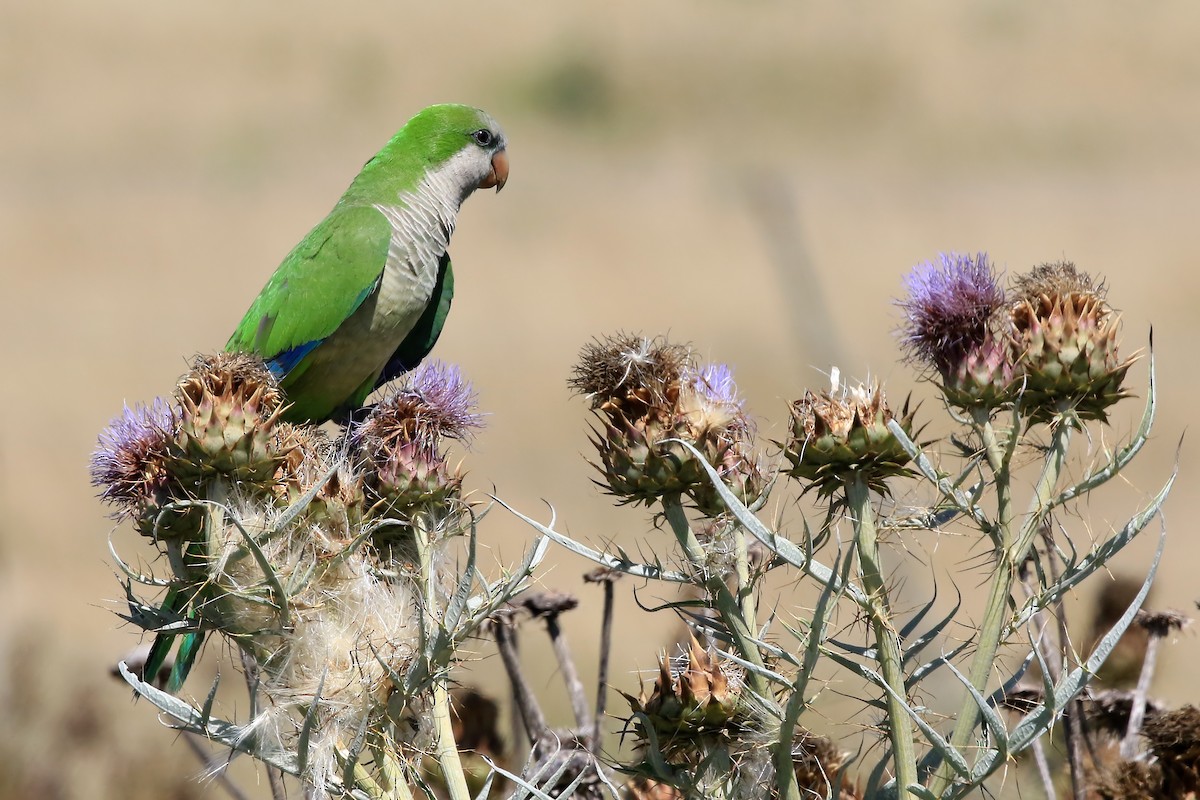 Cotorra Argentina (grupo monachus) - ML608581093