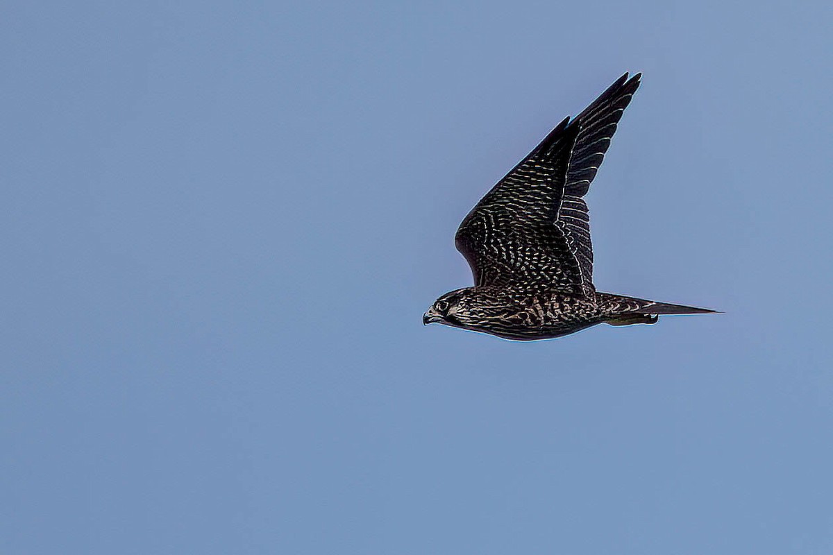 Peregrine Falcon - ML608581108