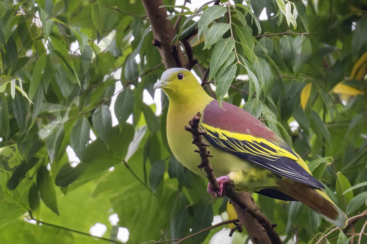 Ashy-headed Green-Pigeon - Parthasarathi Chakrabarti