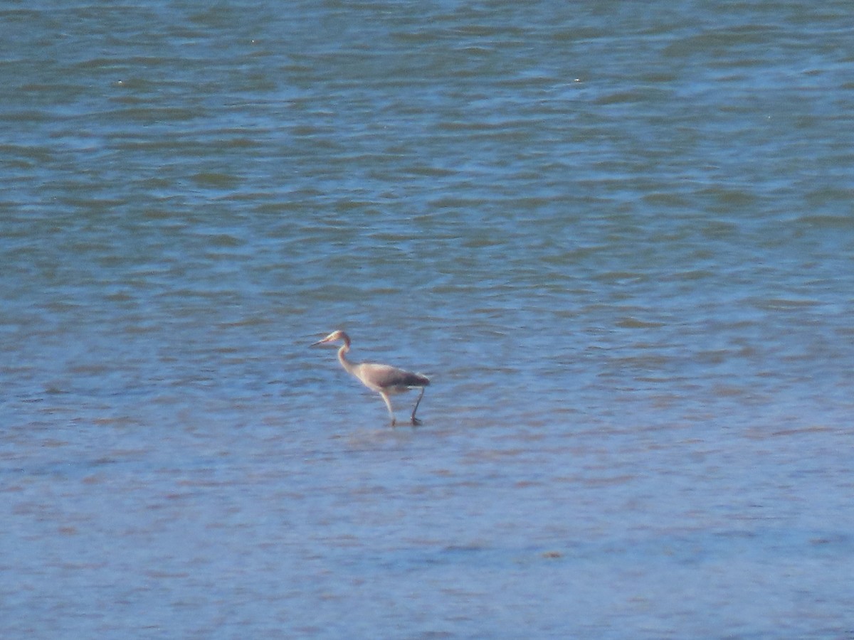 Reddish Egret - ML608581291