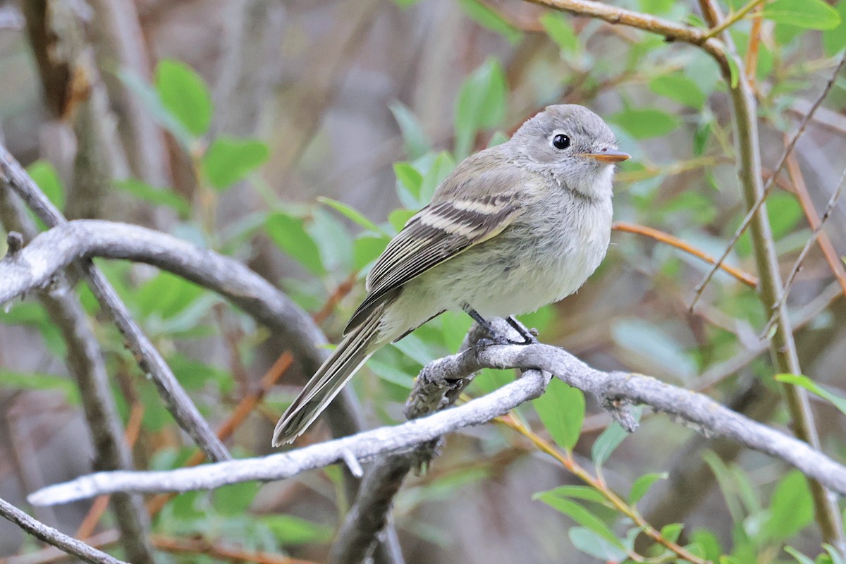 Least Flycatcher - Nathan Wall