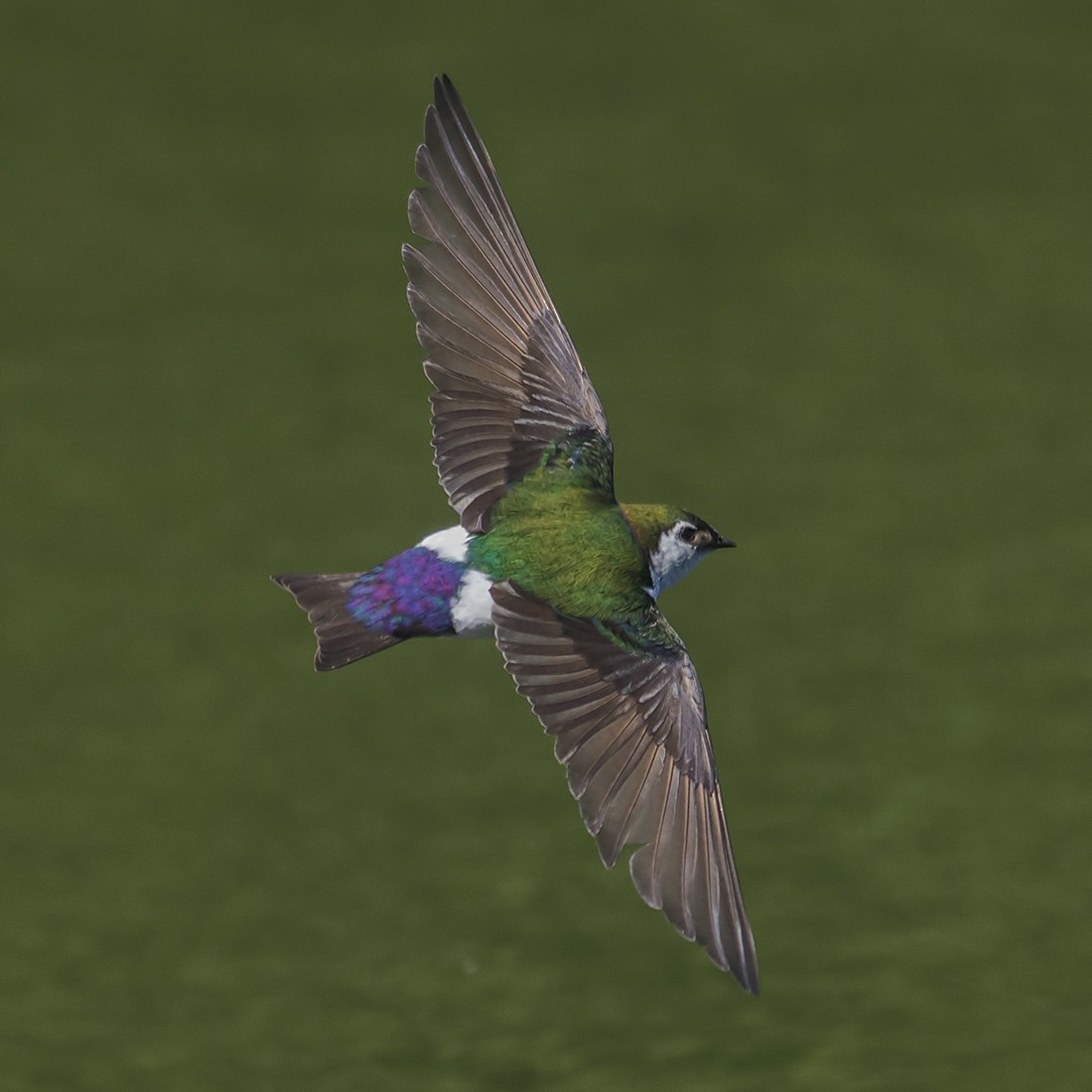 Violet-green Swallow - Jerry Ting