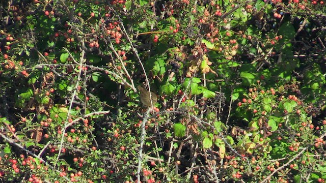 Common Grasshopper Warbler - ML608581351