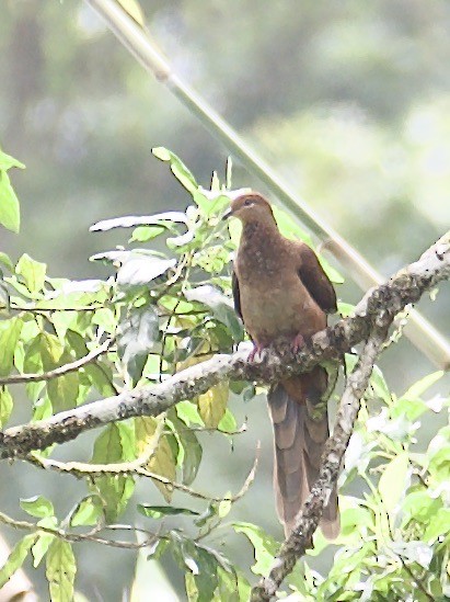 Amboyna Cuckoo-Dove - ML608581393