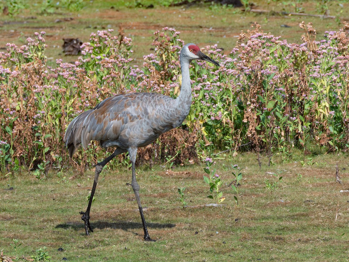 Sandhill Crane - Michael Moore