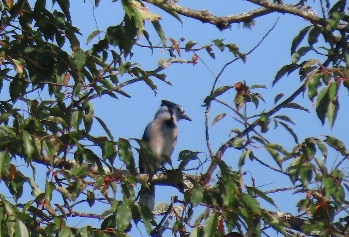 Blue Jay - Sue and Tom Santeusanio