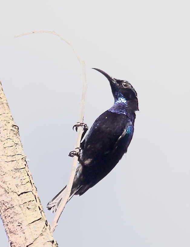 Black Sunbird - Marcia Balestri