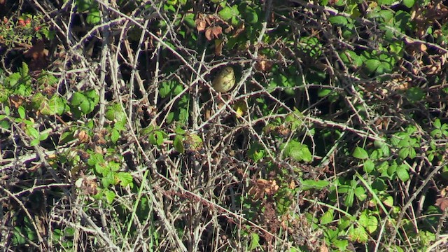 Common Grasshopper Warbler - ML608581540