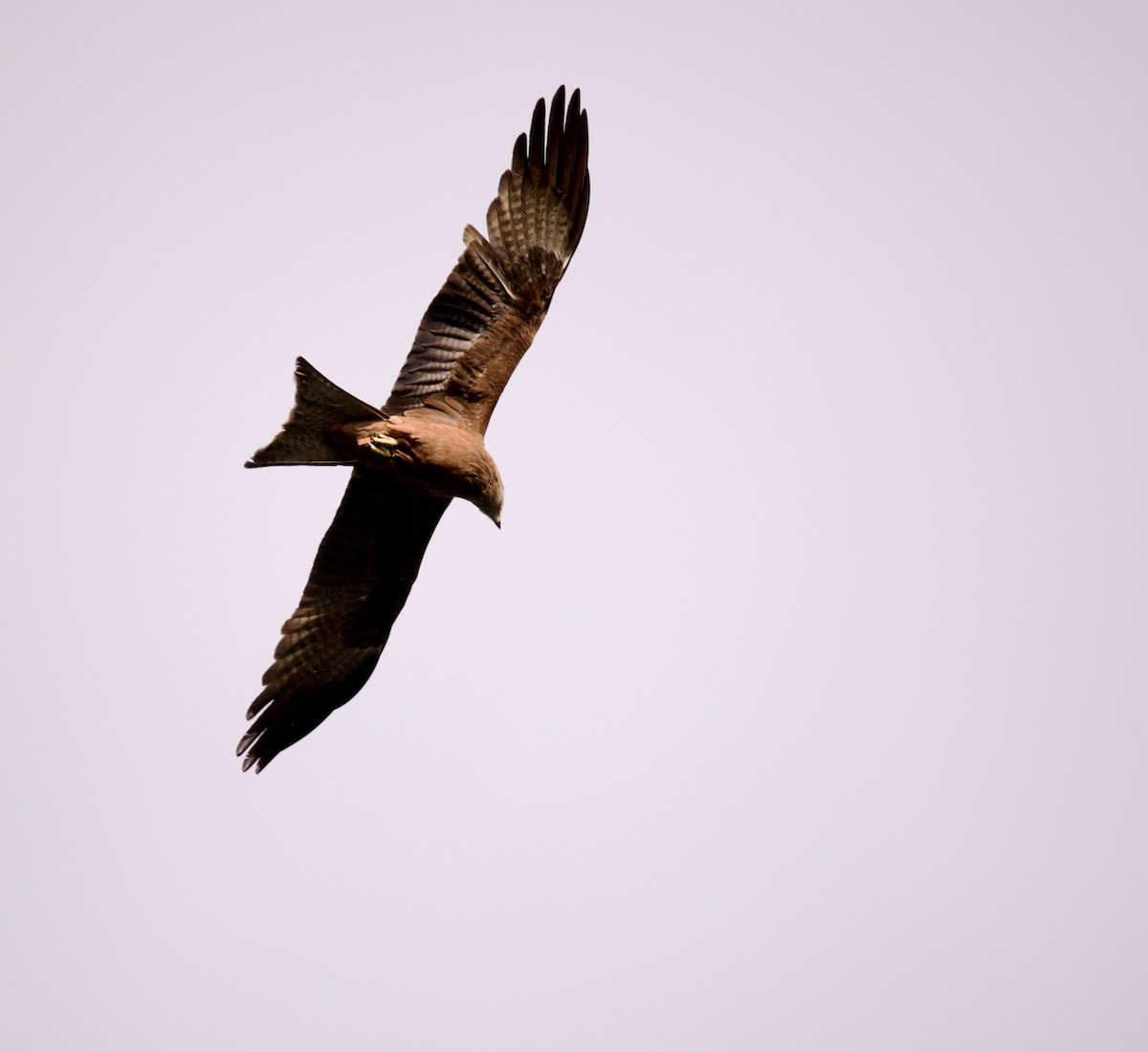 Black Kite - ML608581560