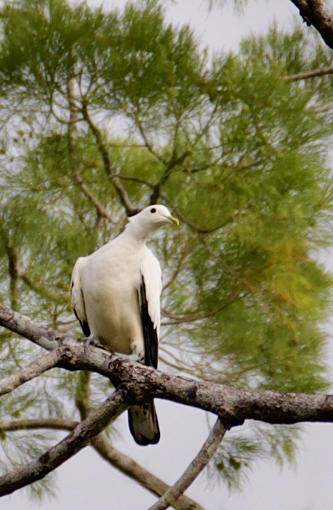 Torresian Imperial-Pigeon - ML608581562