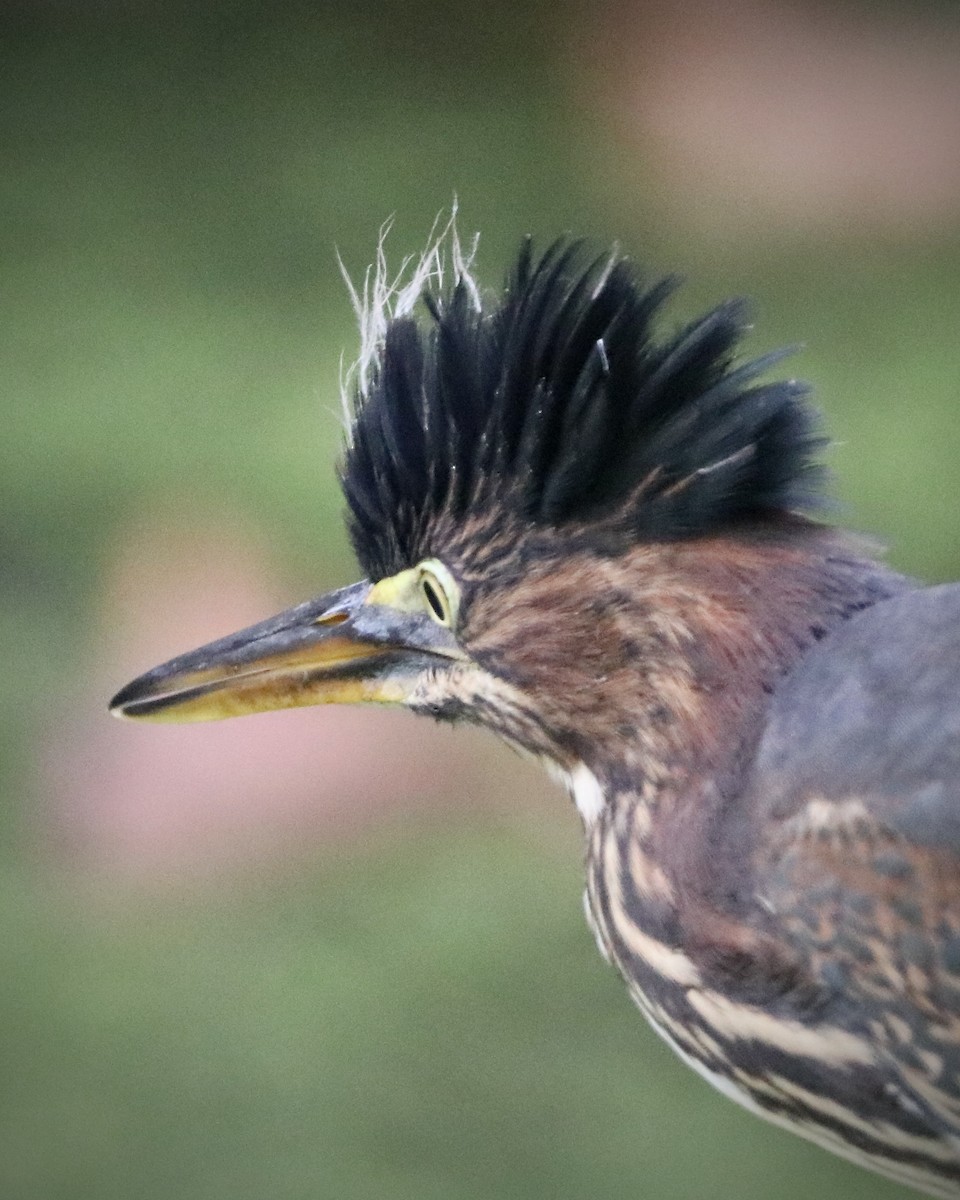 Green Heron - ML608581567