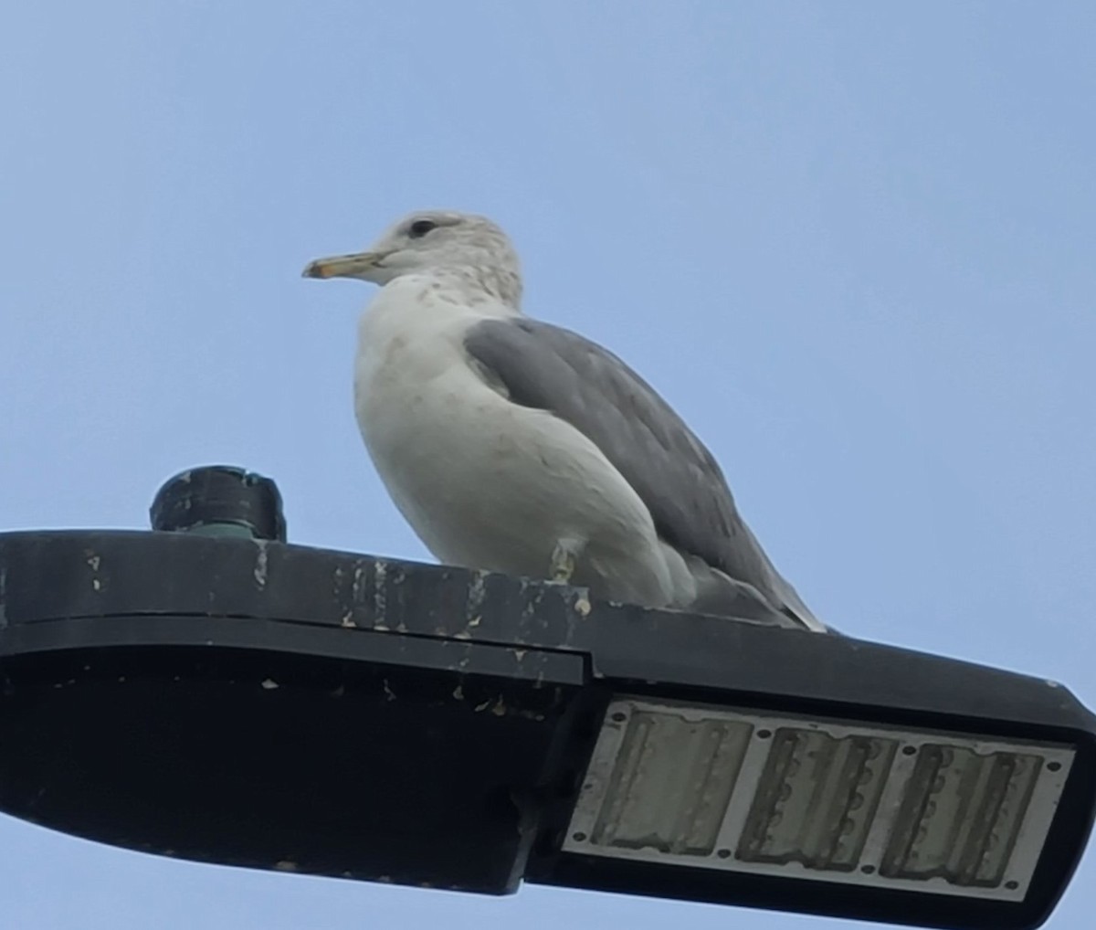 Gaviota Californiana - ML608581572