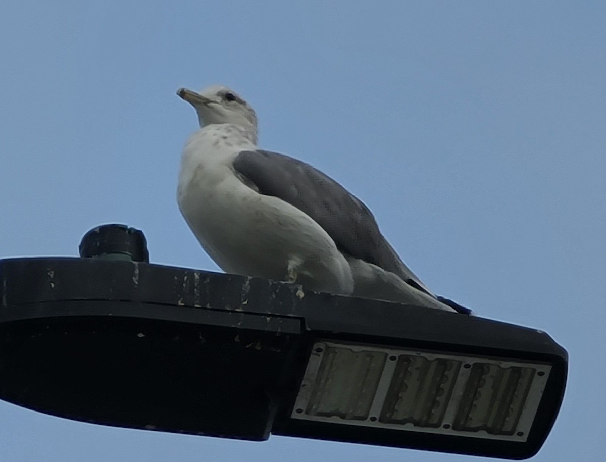 California Gull - Jane Tatchell