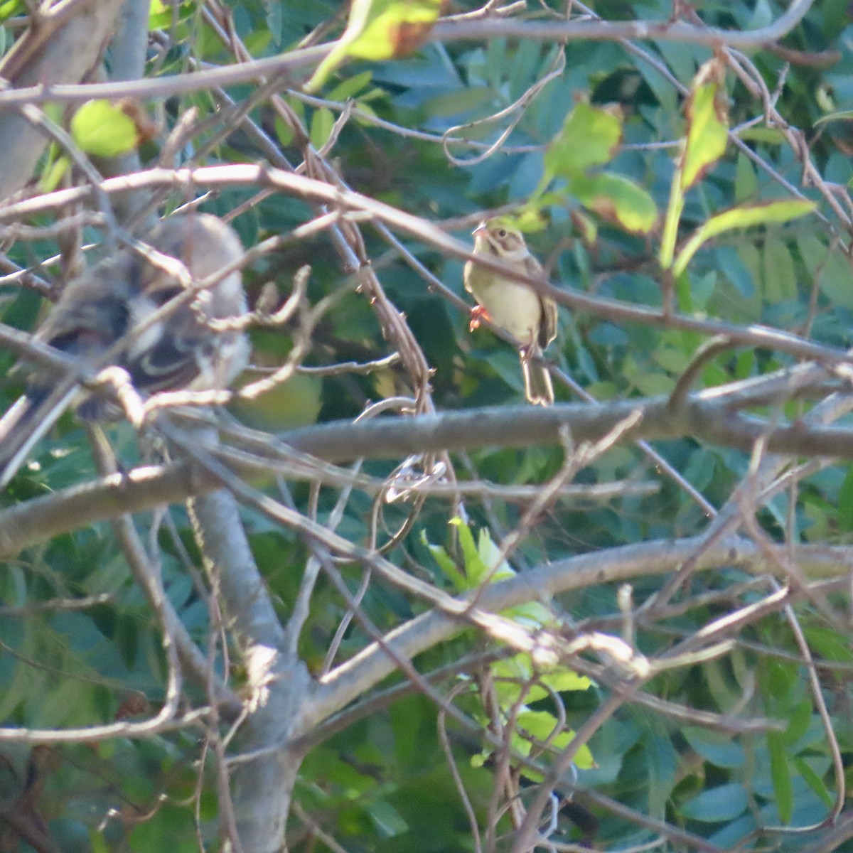 Clay-colored Sparrow - ML608581713