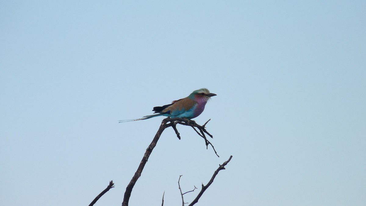 Lilac-breasted Roller - ML608581792
