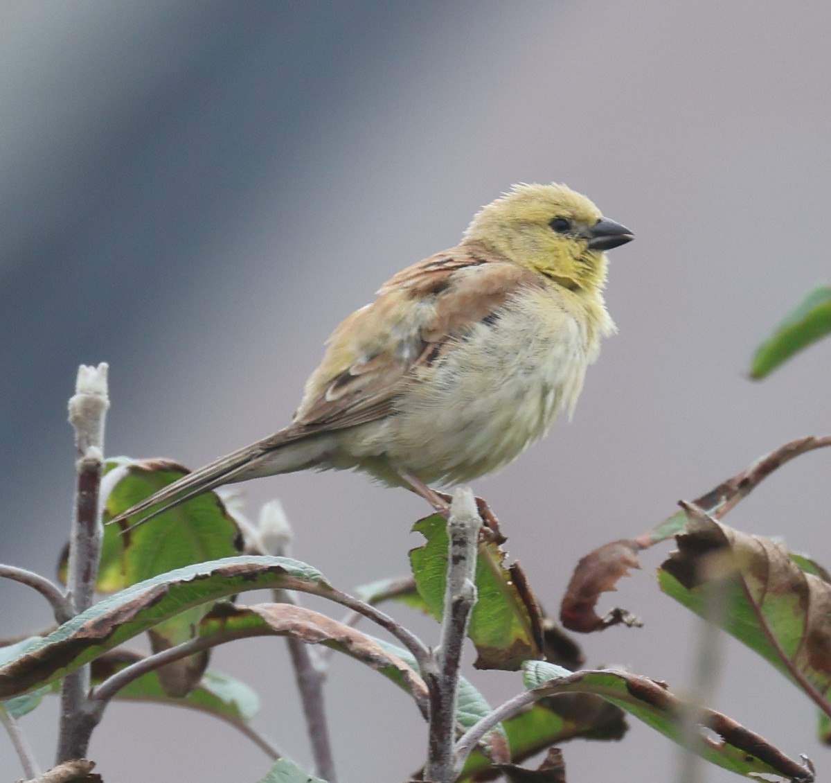 Sudan Golden Sparrow - ML608581833