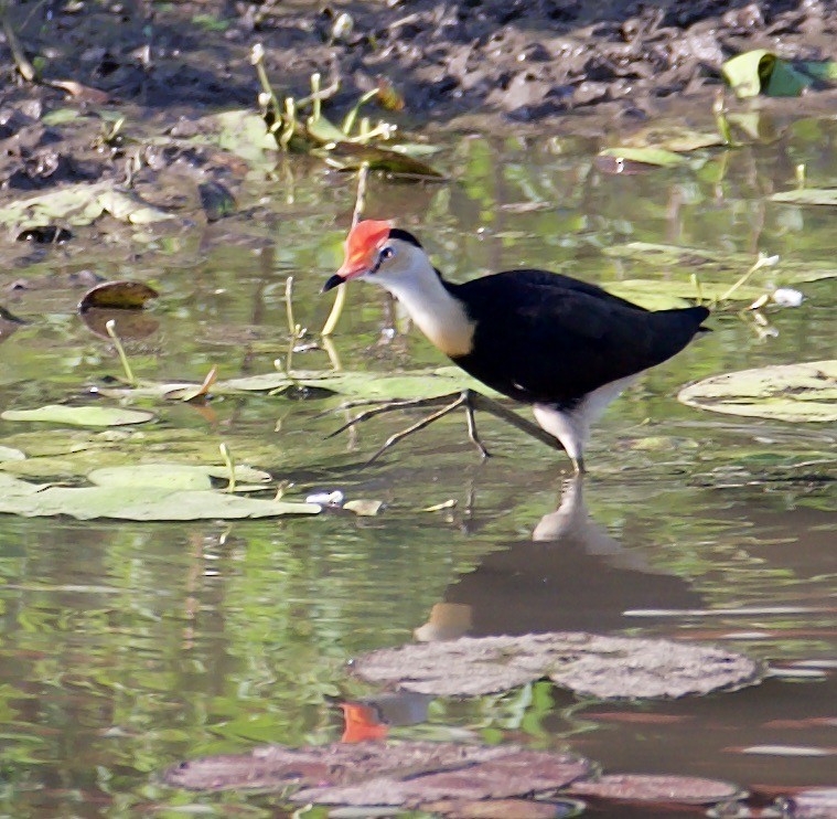 Comb-crested Jacana - ML608581862