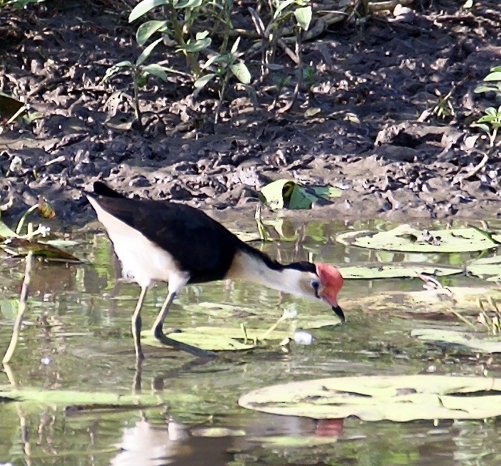 Comb-crested Jacana - ML608581863