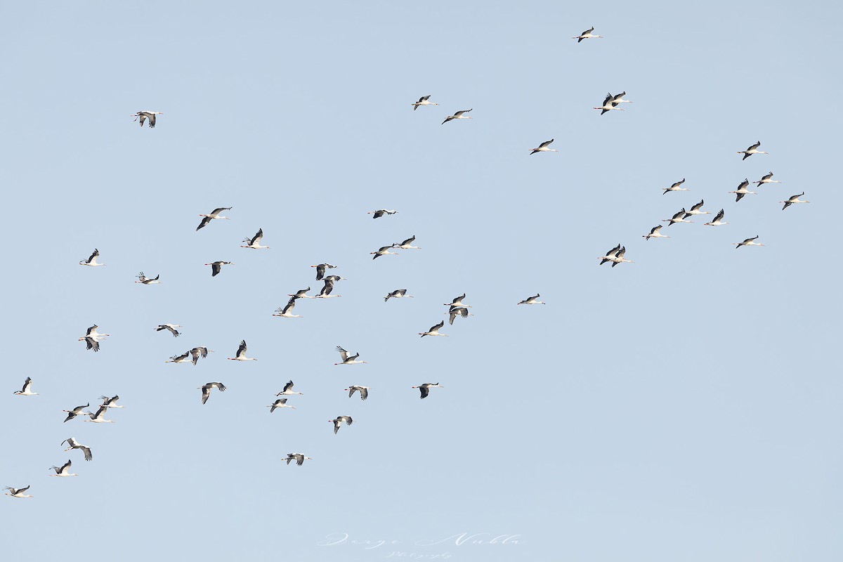 White Stork - Jorge Nubla