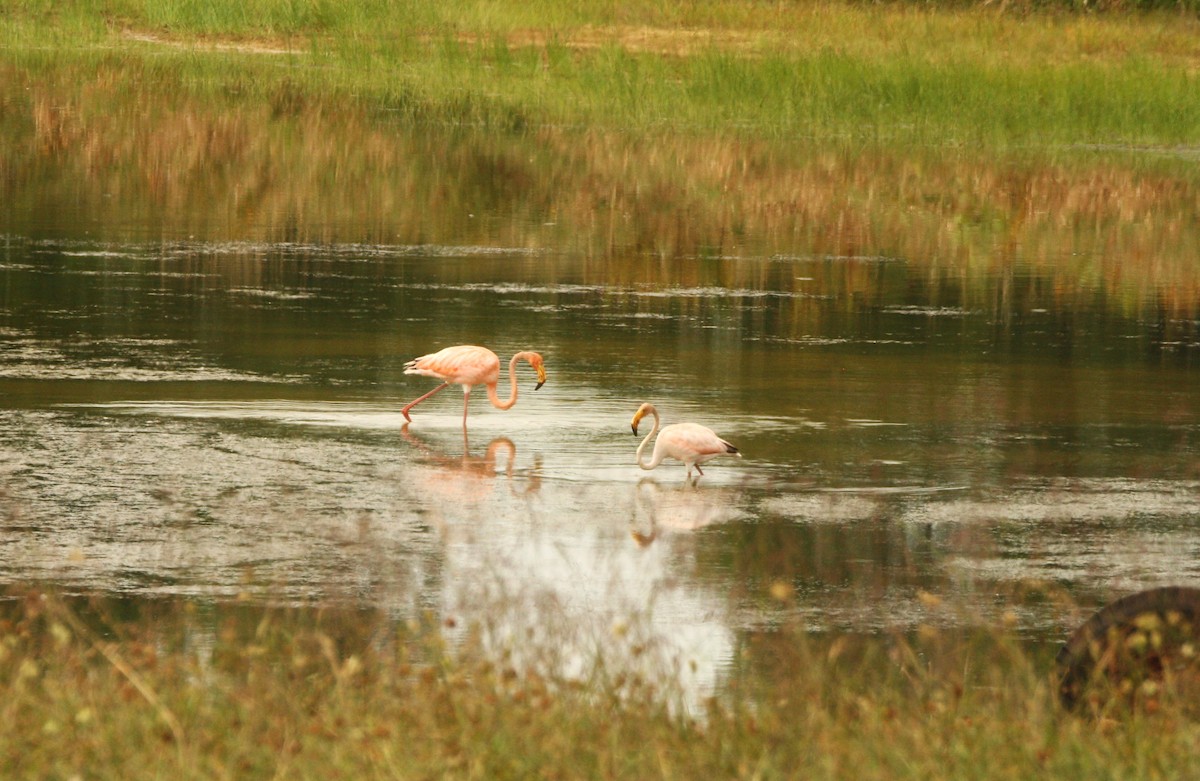 American Flamingo - ML608581876