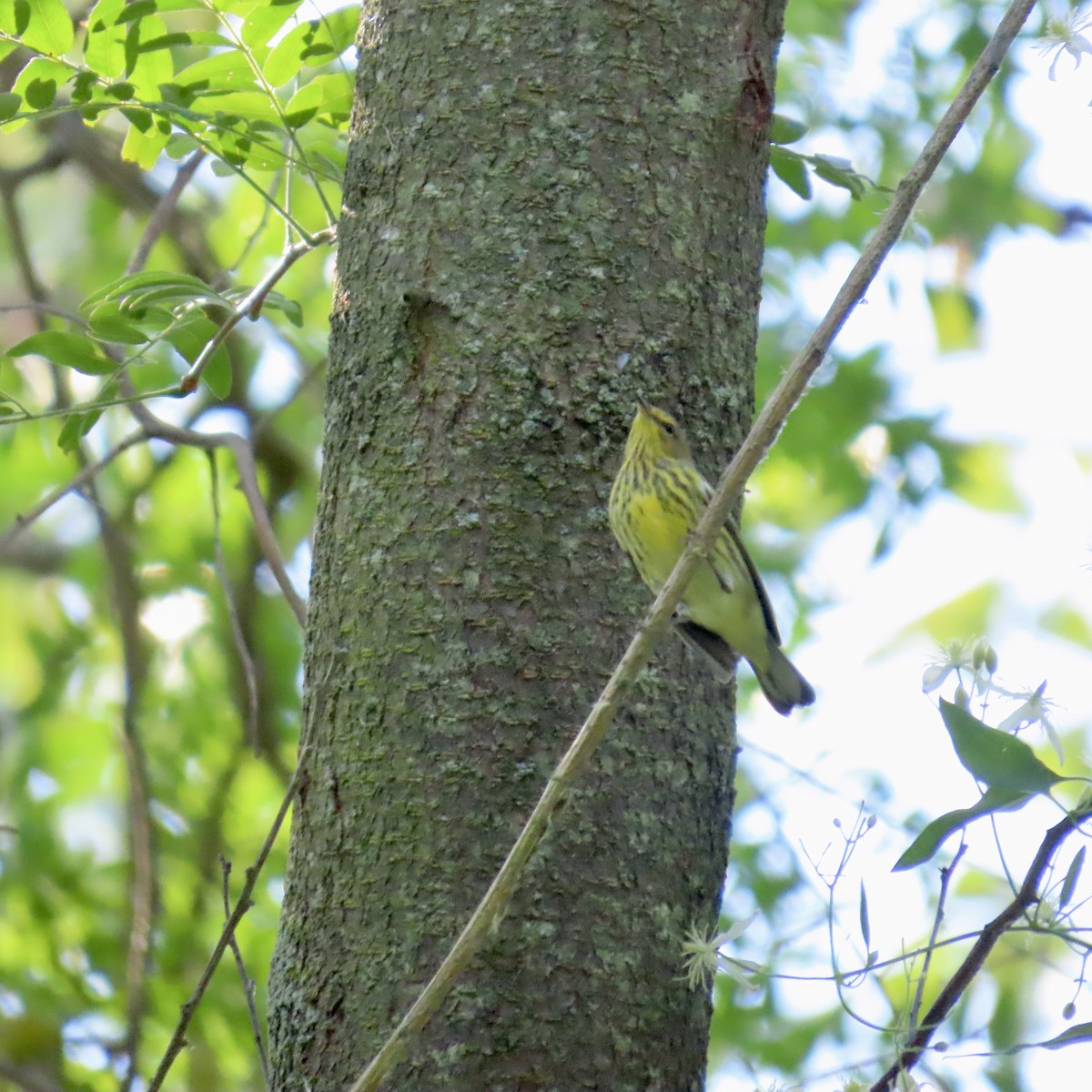 Cape May Warbler - ML608581884