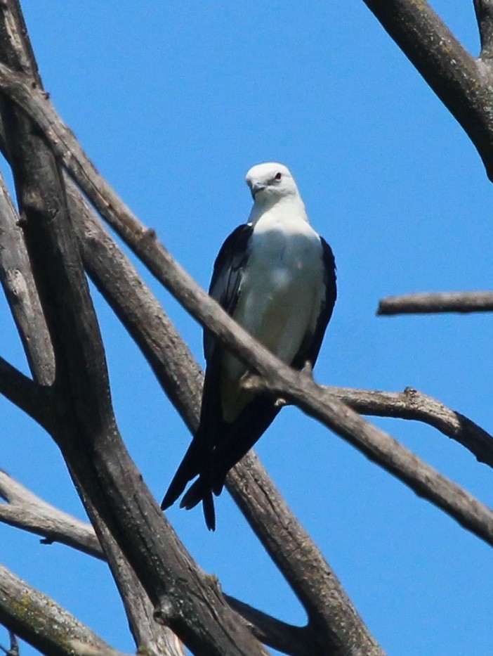 Swallow-tailed Kite - ML608581966