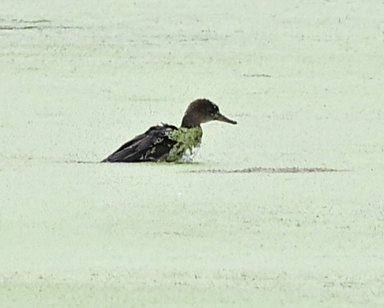 Hooded Merganser - ML608581974