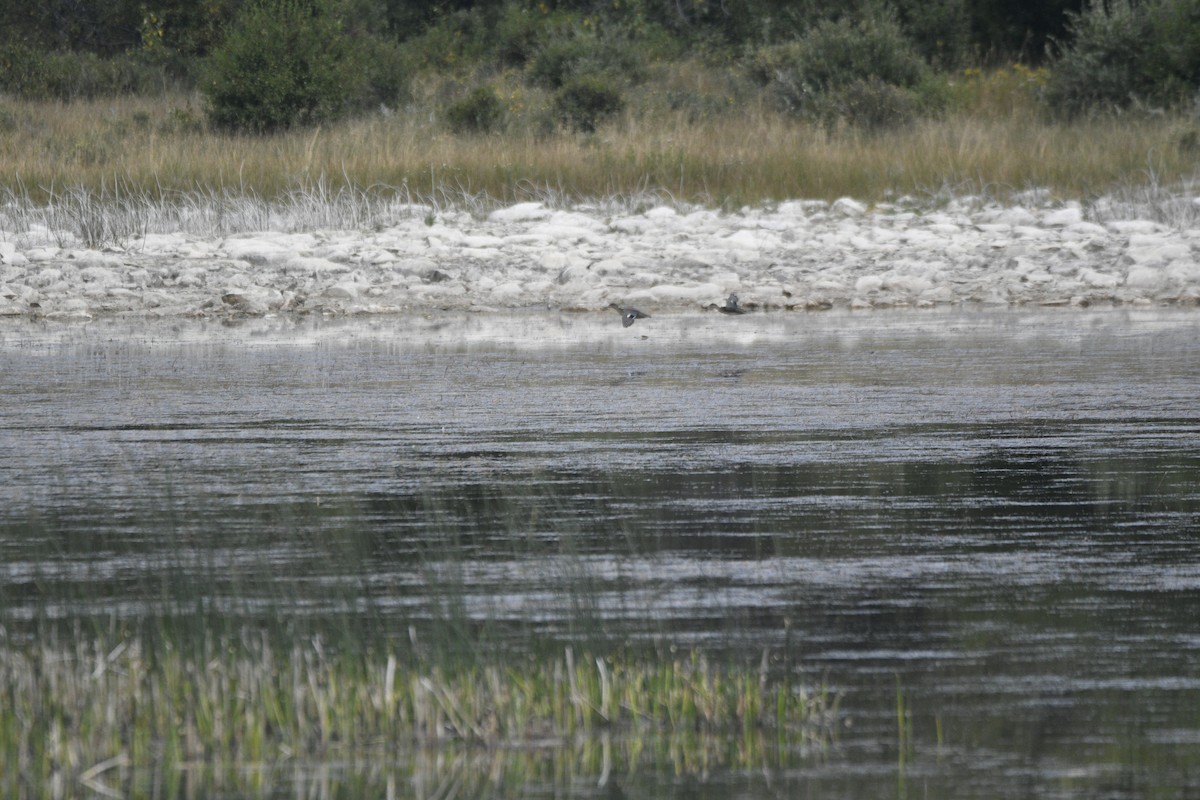 Green-winged Teal - ML608582013