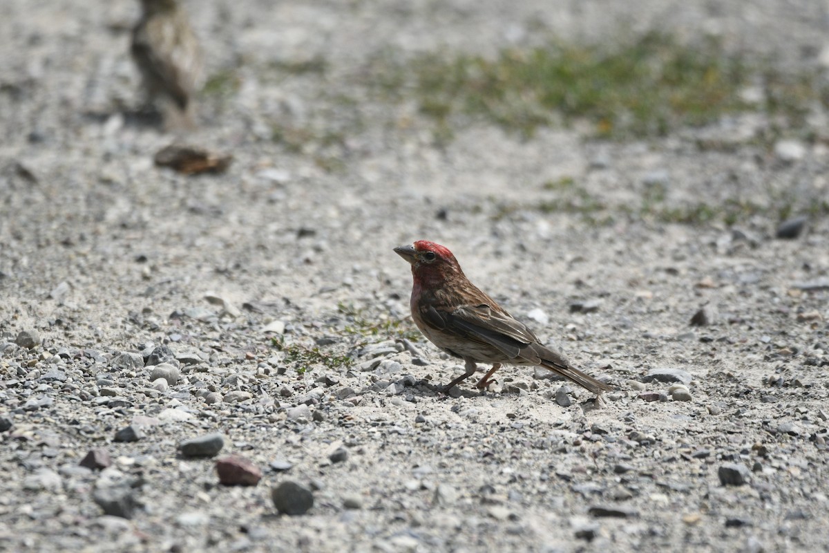 rødkronerosenfink - ML608582084