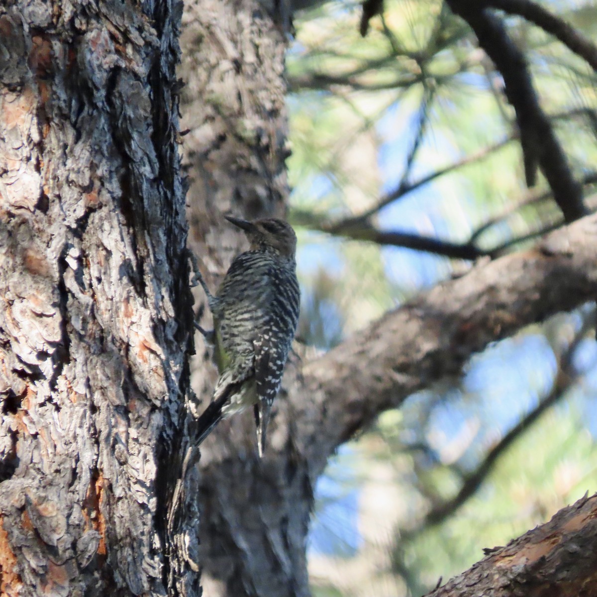 Williamson's Sapsucker - ML608582097