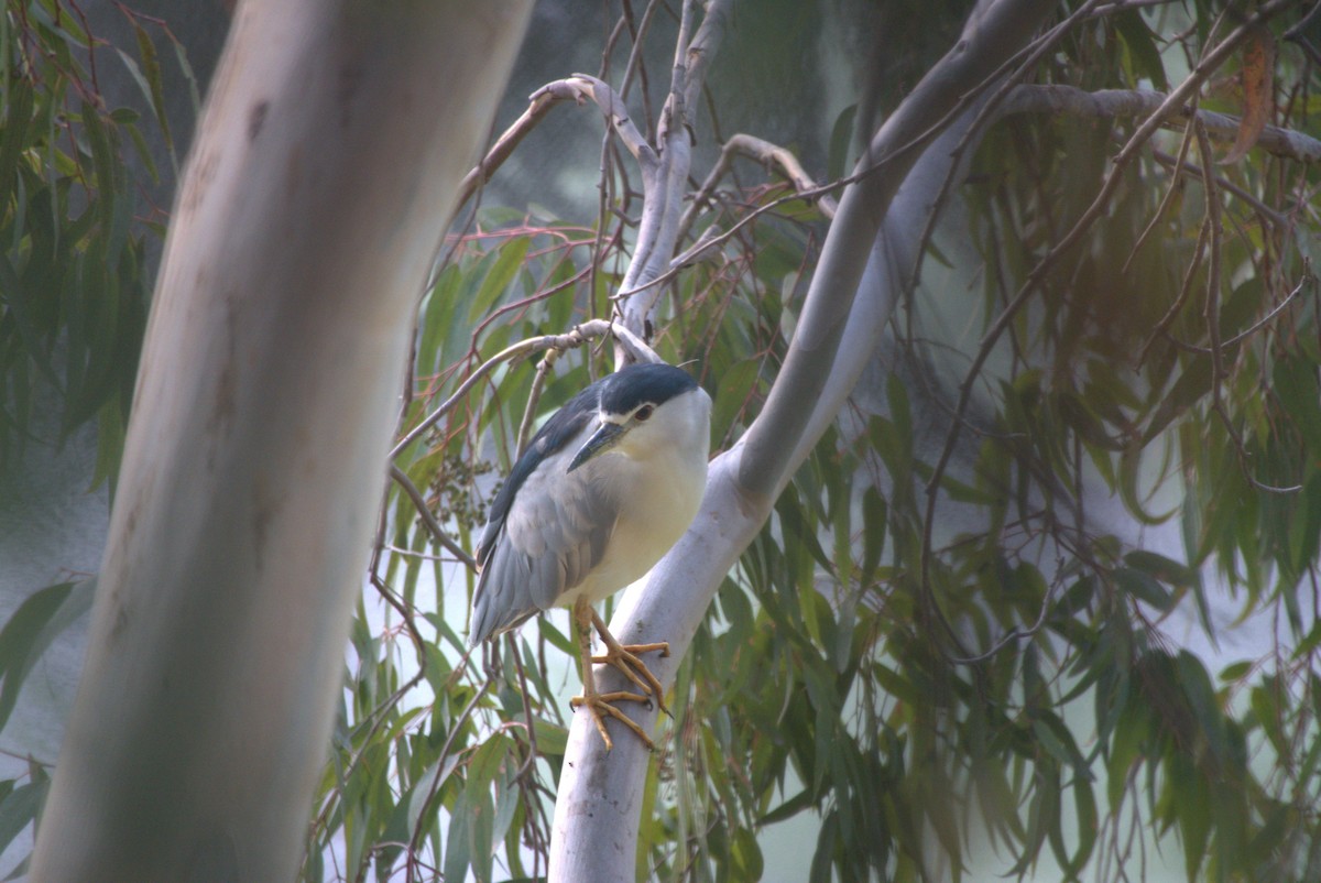 Black-crowned Night Heron - Niklas Zander