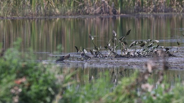 Long-billed Dowitcher - ML608582331