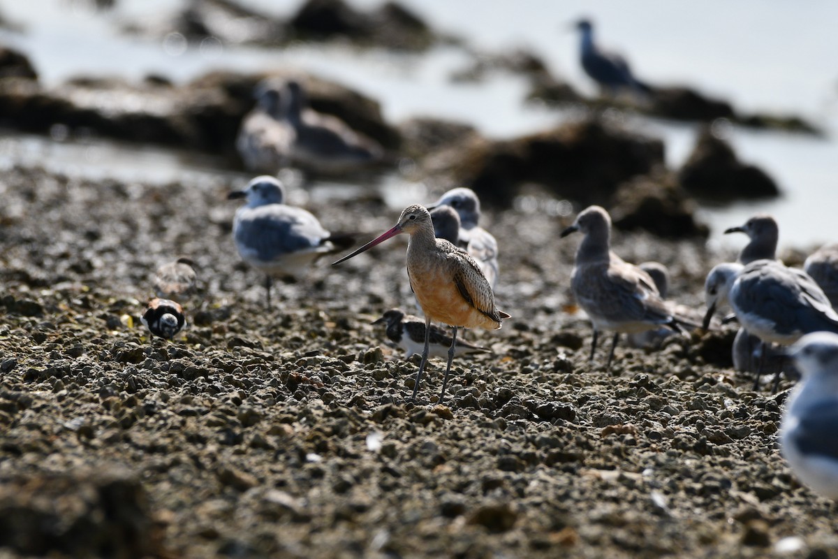 Marbled Godwit - Julian Campuzano Garrido