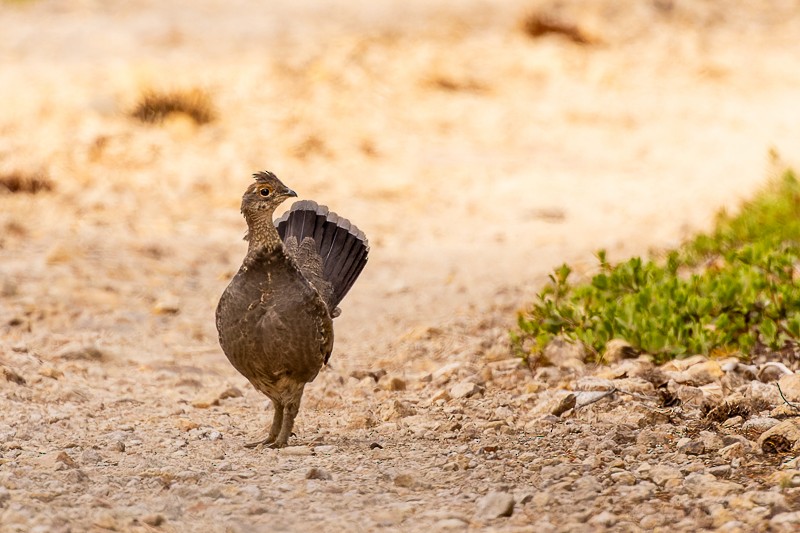 Sooty Grouse - ML608582504