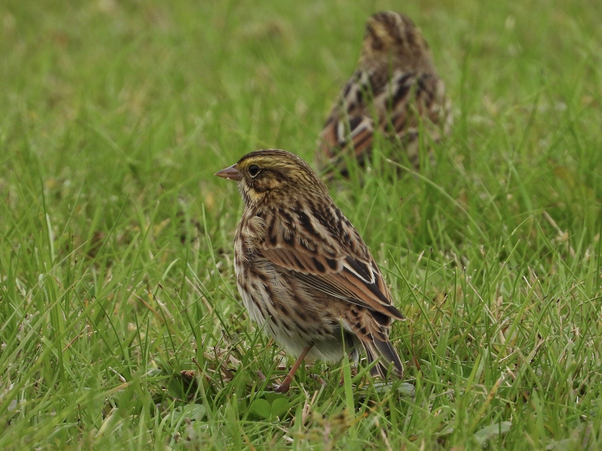 Savannah Sparrow - ML608582637