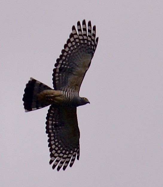 Pacific Baza - ML608582711