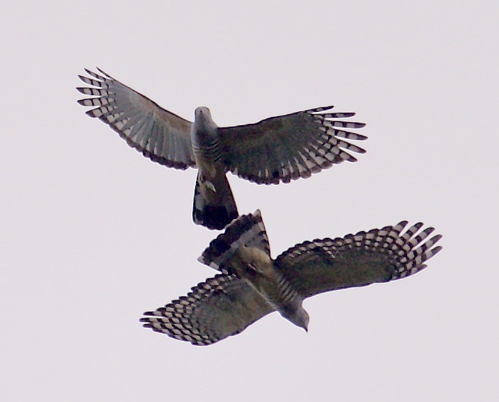 Pacific Baza - ML608582713