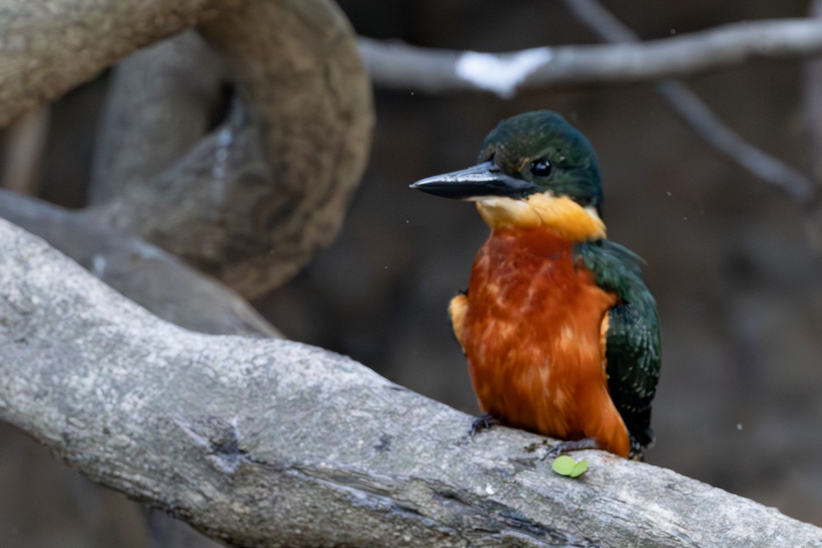 Green-and-rufous Kingfisher - ML608582789