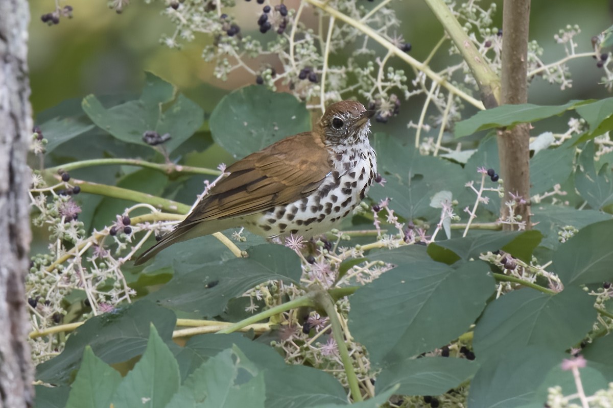 Wood Thrush - ML608582790