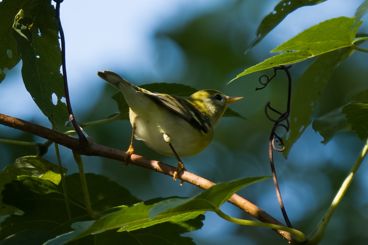 Northern Parula - ML608582801