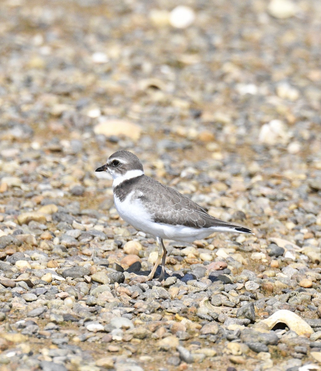 Semipalmated Plover - ML608582855