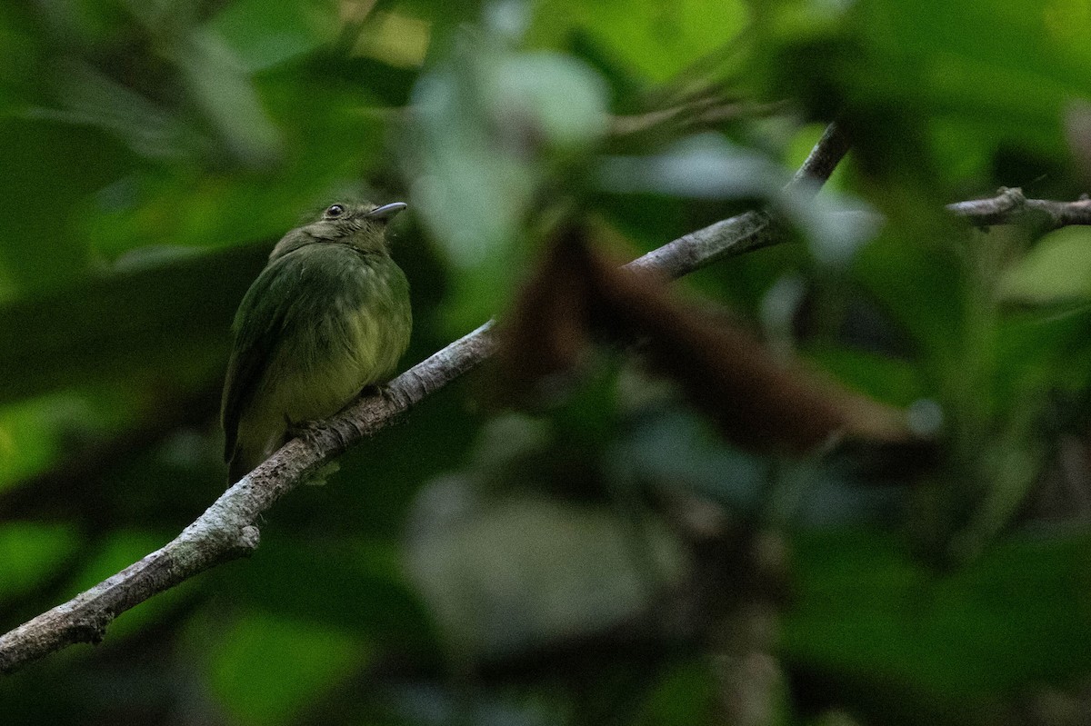 Blue-capped Manakin (Exquisite) - ML608582878