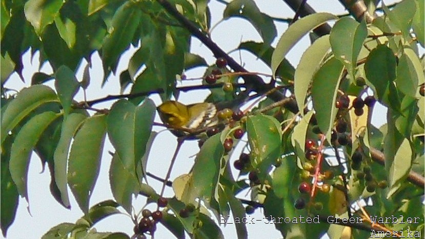 Black-throated Green Warbler - ML608582885