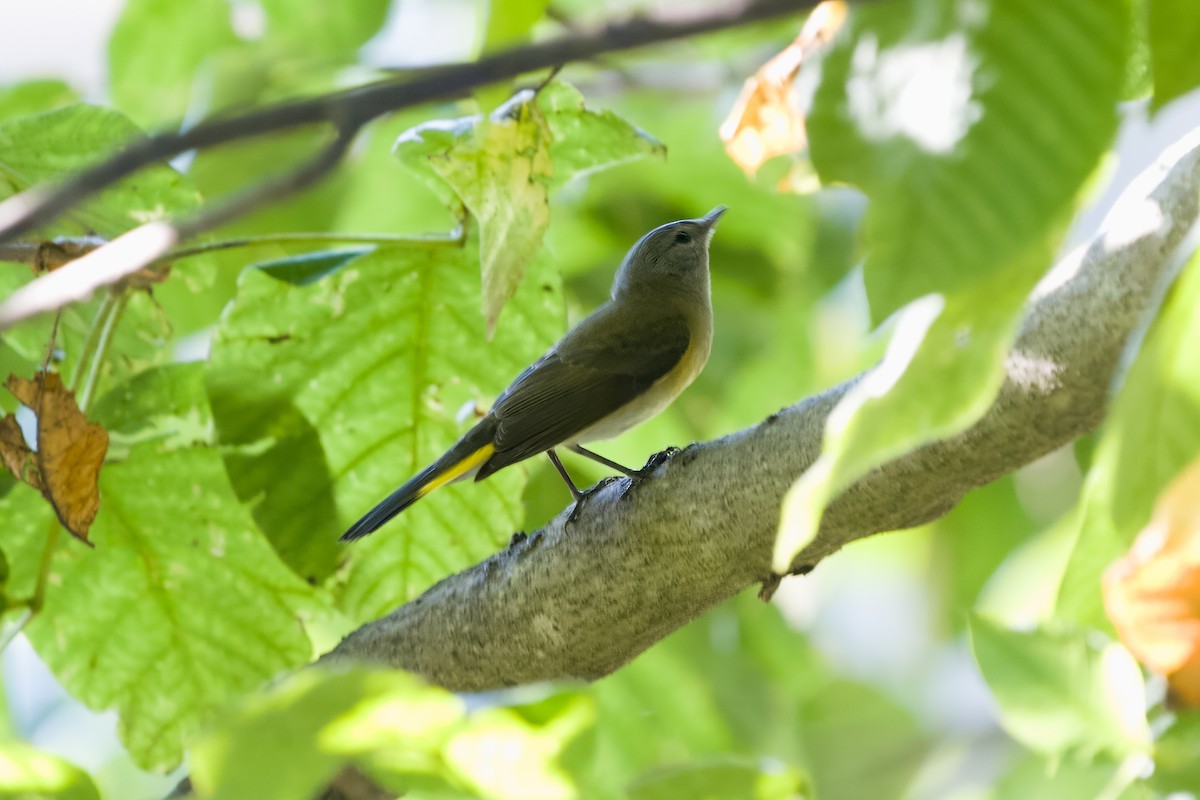 American Redstart - Carl Bespolka